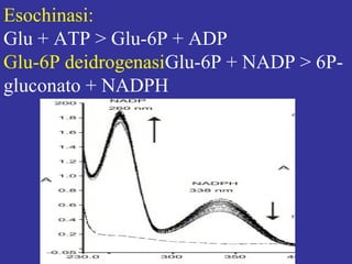 Esochinasi: 
Glu + ATP > Glu-6P + ADP 
Glu-6P deidrogenasiGlu-6P + NADP > 6P-gluconato 
+ NADPH 
 