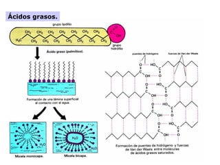 Ácidos grasos.