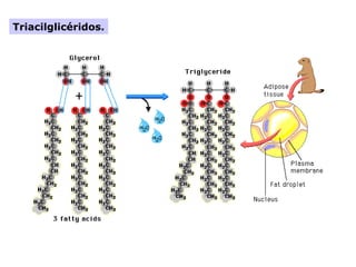 Triacilglicéridos.