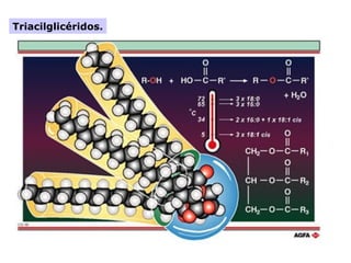 Triacilglicéridos.