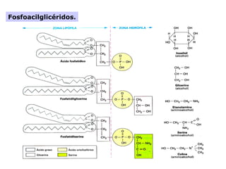 Fosfoacilglicéridos.