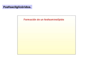 Fosfoacilglicéridos.