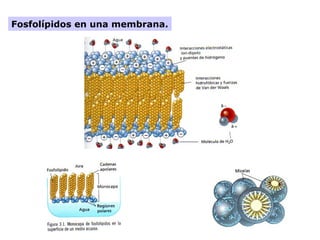 Fosfolípidos en una membrana.