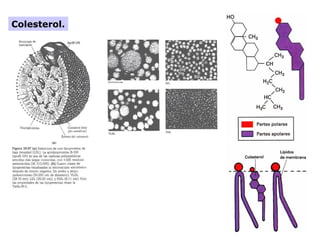 Colesterol.