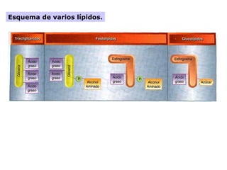 Esquema de varios lípidos.