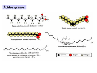 Ácidos grasos.