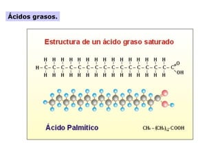 Ácidos grasos.