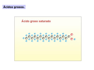 Ácidos grasos.