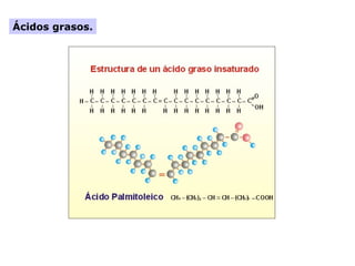 Ácidos grasos.