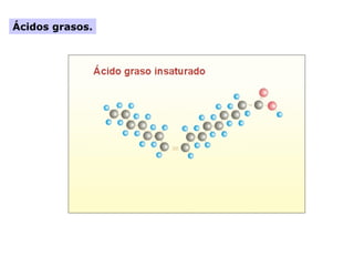 Ácidos grasos.