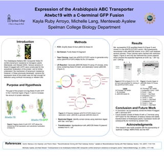 UV Exposure Time (minutes)
Expression of the Arabidopsis ABC Transporter
Atwbc19 with a C-terminal GFP Fusion
Kayla Ruby Arroyo, Michelle Lang, Mentewab Ayalew
Spelman College Biology Department
<
Methods
• PCR: Amplify Atwbc19 from pMDC32-Atwbc19
• Gel Extract: Purify Atwbc19 fragment
• Topo Cloning: insert into pENTR-D/TOPO vector to generate entry
clone (pENTR-D/TOPO-Atwbc19) for LR reaction
• LR Reaction: Generate pMDC85-Atwbc19 using LR clonase, entry
clone containing Atwbc19 insert, and destination vector pMDC85
(Figure 2).
• Restricted Digest: Identify correct clones using restriction digest
with Sac I and Spe I
• Transformation: Agrobacterium with pMDC85-Atwbc19 plasmid
isolated from E. coli
Figure 2 LR Reaction between pENTR-D/TOPO-Atwbc19 and
destination vector pMDC85 to generate pMDC85-Atwbc19.
Results
Conclusion and Future Work
• In conclusion, we successfully cloned the Atwbc19 tagged
with C-terminal GFP.
• Future studies consist of Atwbc19 with a C-terminal using
GFP fusion for the infiltration of tobacco leaves and stable
transformation of Arabidopsis plants. Expression levels will
subsequently be monitored by western blot.
Acknowledgments
This research was made possible with the sponsorship of
Spelman College, MBRS-RISE and the NSF.
Figure 3 PCR of Atwbc19. A 2,178
bp band was amplified for cloning in
the pENTR-D/TOPO vector.
Lanes
M-Promega 1kb ladder
1- No template
2- pMDC85-Atwbc19.
Figure 4 Double Digest of
pMDS85-Atwbc19 Clones
1,2,&5.
Lanes
M- Promega 1kb Ladder
1-Undigested Clone 1 DNA
2-Clone1 + SpeI
3-Clone1 + SacI/SpeI
4-Undigested Clone 2
5- Clone 2 + SpeI
6- Clone 2 + SacI/SpeI
7- Undigested Clone 5
8- Clone 5 + SpeI
9- Clone 5 + SacI/SpeI
M 1 2 3 4 5 6 7 8 9
3,000 bp
2,500
bp2,000bp
1,500 bp
1,000
bp
M 1 2
2,500 bp
2,000 bp
We successfully PCR amplified Atwbc19 (Figure 3) and
cloned it in the pENTR-D/TOPO vector). We subsequently
recombined it with pMDC85 (Karimi, et al. 2007) and obtained
several colonies. Three colonies were checked with restriction
digest ( Figure 4) and only two harbored the correct plasmid,
which showed the expected fragments at 9,951 bp, 1,851 bp,
and 1,249 bp.
Introduction
Purpose and Hypothesis
The Arabidopsis thaliana ABC transporter Atwbc19
confers kanamycin resistance to transgenic plants
(Mentewab, and Stewart 2005). Various versions of
Atwbc19 tagged with (GFP) were constructed for the
subcellular localization of the protein and to further
understand the mechanism of kanamycin resistance.
However, in these previously developed versions the
expression level of the protein was not high enough for
detection using confocal microscopy or western blot.
The goal of this project is to tag Atwbc19 with GFP
in the C-terminal region (Figure 1) and to increase
the amount of protein detected.
GFP
Figure1 Tagging Atwbc19 with GFP. GFP allows the
monitoring of the expression and subcellular localization
of Atwbc19
References: Karimi, Mansour, Ann Depicker, and Pierrer Hilson. "Recombinational Cloning with Plant Gateway Vectors." Update on Recombinational Cloning with Plant Gateway Vectors. 145. (2007): 1144-1154.
Mentwab, Ayalew, and Neal Stewart. "Overexpression of an Arabidopsis thaliana ABC transporter confers kanamycin resistance to transgenic plants." Nature Biotechnology. 23. (2005): 1177-1180.
 