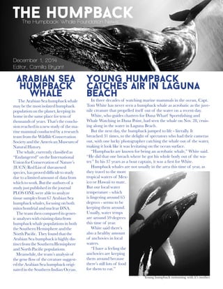THE HUMPBACKThe Humpback Whale Foundation News
Arabian Sea
Humpback
Whale
The Arabian Sea humpback whale
may be the most isolated humpback
population on the planet, keeping its
home in the same place for tens of
thousands of years. That’s the conclu-
sion reached in a new study of the ma-
rine mammal conducted by a research
team from the Wildlife Conservation
Society and the American Museum of
Natural History.
The whale, currently classified as
“Endangered” on the International
Union for Conservation of Nature’s
(IUCN) Red List of threatened
species, has proved difficult to study
due to a limited amount of data from
which to work. But the authors of a
study just published in the journal
PLOS ONE were able to analyze
tissue samples from 67 Arabian Sea
humpback whales, focusing on both
mitochondrial and nuclear DNA.
The team then compared its genet-
ic analyses with existing data from
humpback whale populations in both
the Southern Hemisphere and the
North Pacific. They found that the
Arabian Sea humpback is highly dis-
tinct from the Southern Hemisphere
and North Pacific populations.
Meanwhile, the team’s analysis of
the gene flow of the creature suggest-
ed the Arabian Sea humpback origi-
nated in the Southern Indian Ocean.
December 1, 2014
Editor, Camilla Bryant
Young Humpback
catches air in laguna
beach
In three decades of watching marine mammals in the ocean, Capt.
Tom White has never seen a humpback whale as acrobatic as the juve-
nile creature that propelled itself out of the water on a recent day.
White, who guides charters for Dana Wharf Sportsfishing and
Whale Watching in Dana Point, had seen the whale on Nov. 28, cruis-
ing along in the water in Laguna Beach.
But the next day, the humpback jumped to life - literally. It
breached 31 times, to the delight of spectators who had their cameras
out, with one lucky photographer catching the whale out of the water,
making it look like it was levitating on the ocean surface.
“Humpbacks are known for being an acrobatic whale,” White said.
“He did that one breach where he got his whole body out of the wa-
ter.” In his 37 years as a boat captain, it was a first for White.
Humpback whales are not usually in the area this time of year, as
they travel to the more
tropical waters of Mex-
ico or Hawaii to mate.
But our local water
temperature - which
is lingering around 65
degrees - seems to be
keeping them around.
Usually, water temps
are around 59 degrees
this time of year.
White said there’s
also a healthy amount
of anchovies in local
waters.
“I have a feeling the
anchovies are keeping
them around because
there’s still lots of food
for them to eat.”
Young humpback swimming with it’s mother
 