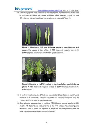http://www.bio-protocol.org/e1506 Vol 5, Iss 12, Jun 20, 2015
5
12. After 14 days plants were assessed for visual symptoms of gene silencing. In the case
of PDS-silenced plants, the leaves appeared photo bleached (Figure 1). The
BRI1-silenced plants showed dwarfing symptoms, as expected (Figure 2).
A B C
Figure 1. Silencing of PDS gene in barley results in photobleaching and
causes the leaves to turn white. A. FES treatment (negative control) B.
BSMV:00 (mock treatment) C. BSMV:PDS (positive control).
A B C
Figure 2. Silencing of HvBRI1 resulted in stunting of plant growth in barley
plants. A. FES treatment (negative control) B. BSMV:00 (mock treatment) C.
BSMV:HvBRI1.
13. To confirm the silencing, the 3
rd
leaf was harvested and flash-frozen in liquid N2 and
stored at -70 °C prior to RNA extraction. Total RNA was extracted from plants using the
TriZol™ protocol as given by the manufacturer.
14. Gene silencing was quantified by real-time RT-PCR using primers specific to BRI1
(HvBRi1:RT, Table 1) and relative to that of the RNA helicase housekeeping gene
(HvRNAH, Table 1). Note: It is important to design the real-time primers outside the
gene fragment that was cloned into the p plasmid.
 