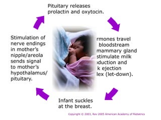 Infant suckles
at the breast.
Stimulation of
nerve endings
in mother’s
nipple/areola
sends signal
to mother’s
hypothalamus/
pituitary.
Pituitary releases
prolactin and oxytocin.
Hormones travel
via bloodstream
to mammary gland
to stimulate milk
production and
milk ejection
reflex (let-down).
Copyright © 2003, Rev 2005 American Academy of Pediatrics
 