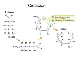Ciclación
D -glucosa

                         Se produce un enlace
                         hemiacetal entre el grupo
                         aldehído y un grupo alcohol
 