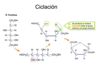 Ciclación
D -fructosa


                          Se produce un enlace
                          hemicetal entre el grupo
                          cetona y un grupo alcohol
 