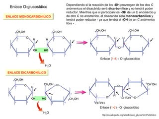 Dependiendo si la reacción de los -OH provengan de los dos C
 Enlace O-glucosídico    anómericos el disacárido será dicarbonílico y no tendrá poder
                         reductor. Mientras que si participan los -OH de un C anomércio y
ENLACE MONOCARBONÍLICO   de otro C no anomérico, el disacárido será monocarbonílico y
                         tendrá poder reductor - ya que tendrá el -OH de un C anómerico
                         libre - .




             OH    HO


                                                 Enlace (1-4) - O -glucosídico

                   H2O

ENLACE DICARBONÍLICO




            OH    HO


                                                Enlace (1-2) - O -glucosídico
                  H2O
                                                  http://es.wikipedia.org/wiki/Enlace_glucos%C3%ADdico
 