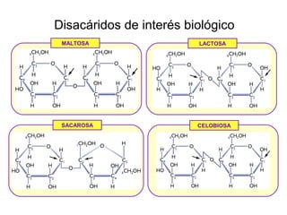Disacáridos de interés biológico
 MALTOSA                 LACTOSA




 SACAROSA                CELOBIOSA
 