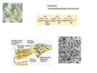 Celulosa
homopolisacárido estructural
 