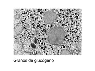 Granos de glucógeno
 