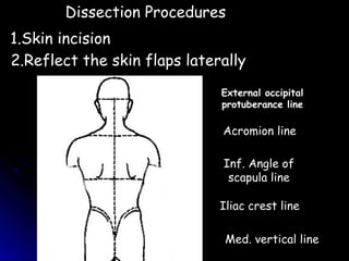 Deep Front Line Dissection 2 back | PPT