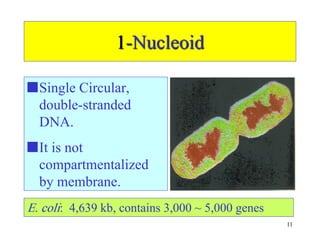 2 Bacterial Morphology and Microbiology anf Parasitology and ...