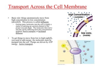 2 Bacterial Morphology and Microbiology anf Parasitology and ...