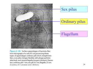 2 Bacterial Morphology and Microbiology anf Parasitology and ...