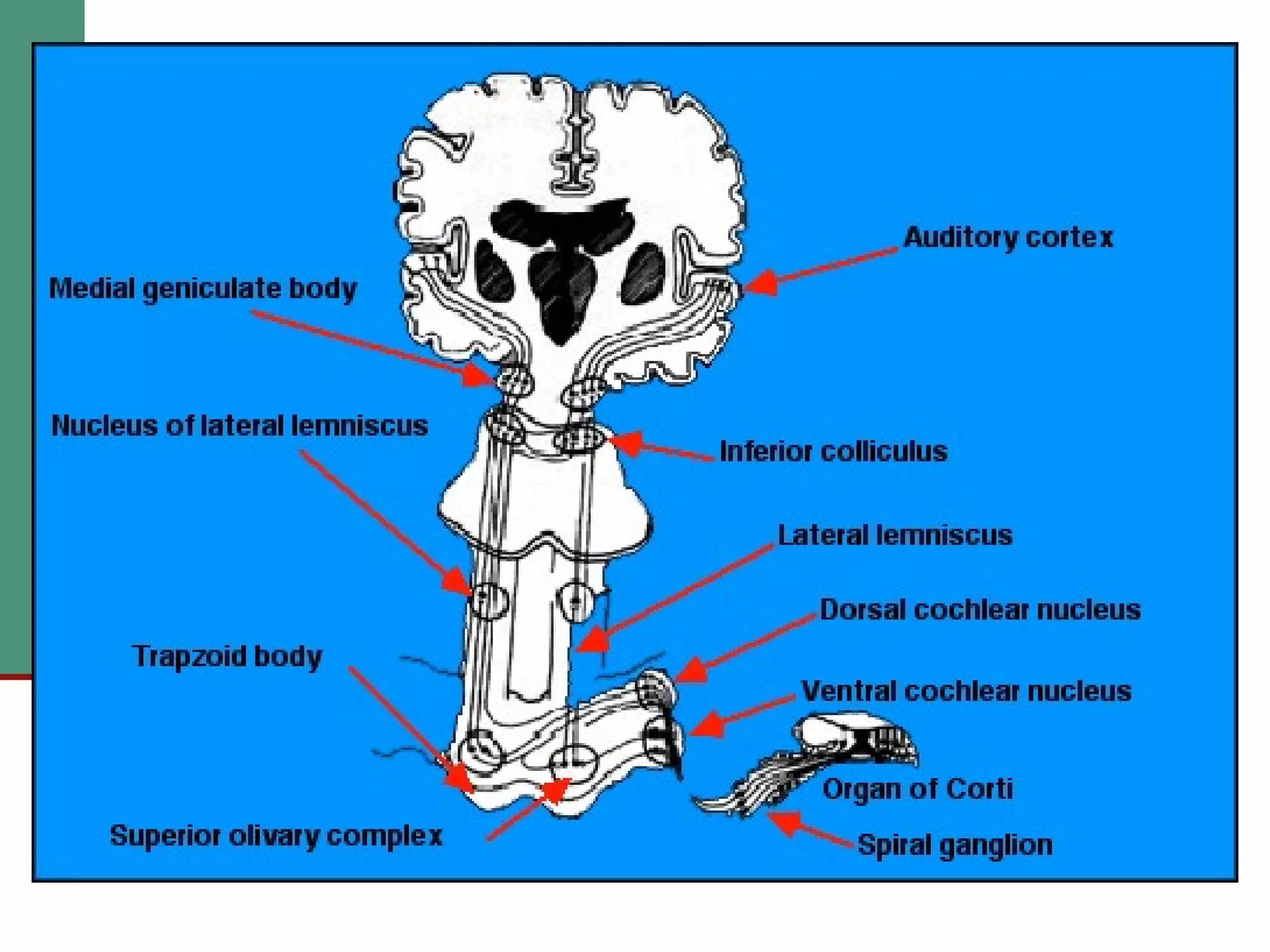 2(b) anatomy and physiology of the peripheral and central auditory ...