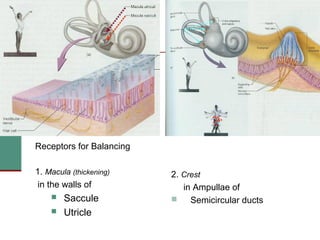 2(b) anatomy and physiology of the peripheral and central auditory ...
