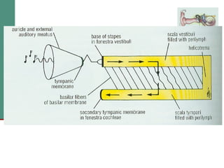 2(b) anatomy and physiology of the peripheral and central auditory ...