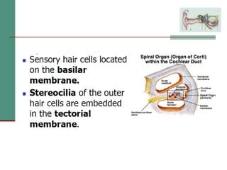 2(b) anatomy and physiology of the peripheral and central auditory ...