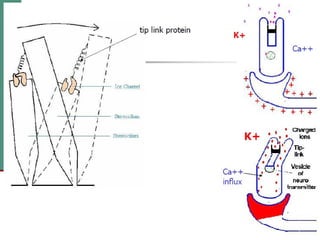 2(b) anatomy and physiology of the peripheral and central auditory ...
