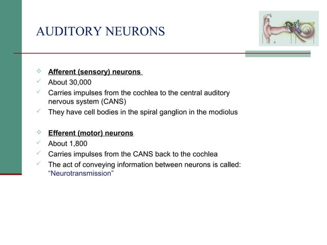 2(b) anatomy and physiology of the peripheral and central auditory ...