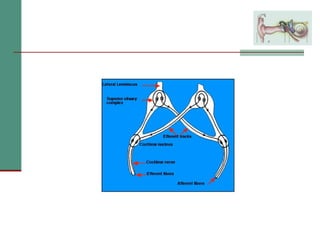 2(b) anatomy and physiology of the peripheral and central auditory ...
