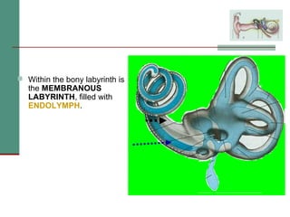 Endolymph Labyrinth 2(b) anatomy and physiology of the peripheral and central auditory ...
