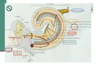 2(b) anatomy and physiology of the peripheral and central auditory ...