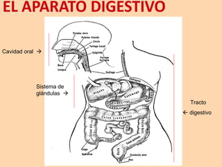 Cavidad oral 
Tracto
 digestivo
Sistema de
glándulas 
 