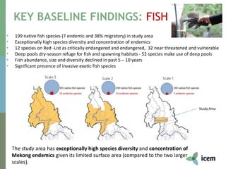 KEY BASELINE FINDINGS: FISH
The study area has exceptionally high species diversity and concentration of
Mekong endemics given its limited surface area (compared to the two larger
scales).
• 199 native fish species (7 endemic and 38% migratory) in study area
• Exceptionally high species diversity and concentration of endemics
• 12 species on Red -List as critically endangered and endangered, 32 near threatened and vulnerable
• Deep pools dry-season refuge for fish and spawning habitats - 52 species make use of deep pools
• Fish abundance, size and diversity declined in past 5 – 10 years
• Significant presence of invasive exotic fish species
Study Area
 