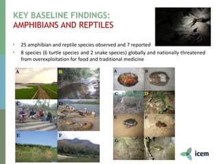 KEY BASELINE FINDINGS:
AMPHIBIANS AND REPTILES
• 25 amphibian and reptile species observed and 7 reported
• 8 species (6 turtle species and 2 snake species) globally and nationally threatened
from overexploitation for food and traditional medicine
 