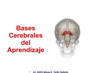 Bases Cerebrales del Aprendizaje 