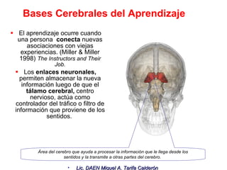 Bases Cerebrales del Aprendizaje El aprendizaje ocurre cuando una persona  conecta  nuevas asociaciones con viejas experiencias. (Miller & Miller 1998)  The Instructors and Their Job. Los  enlaces neuronales,  permiten almacenar la nueva información luego de que el  tálamo cerebral,  centro nervioso, actúa como controlador del tráfico o filtro de información que proviene de los sentidos.  Área del cerebro que ayuda a procesar la información que le llega desde los sentidos y la transmite a otras partes del cerebro.  