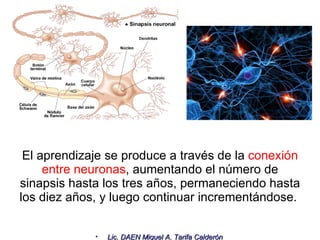 El aprendizaje se produce a través de la  conexión entre neuronas , aumentando el número de sinapsis hasta los tres años, permaneciendo hasta los diez años, y luego continuar incrementándose.  