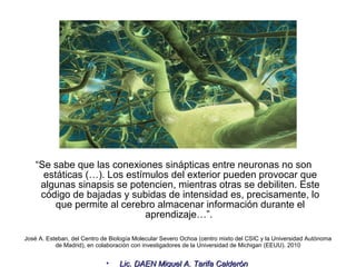 José A. Esteban, del Centro de Biología Molecular Severo Ochoa (centro mixto del CSIC y la Universidad Autónoma de Madrid), en colaboración con investigadores de la Universidad de Michigan (EEUU). 2010 “ Se sabe que las conexiones sinápticas entre neuronas no son estáticas (…). Los estímulos del exterior pueden provocar que algunas sinapsis se potencien, mientras otras se debiliten. Este código de bajadas y subidas de intensidad es, precisamente, lo que permite al cerebro almacenar información durante el aprendizaje…”.  