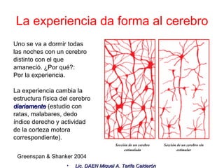 La experiencia da forma al cerebro Uno se va a dormir todas las noches con un cerebro distinto con el que amaneció. ¿Por qué?:  Por la experiencia. La experiencia cambia la estructura física del cerebro diariamente   (estudio con ratas, malabares, dedo índice derecho y actividad de la corteza motora correspondiente). Greenspan & Shanker 2004 Sección de un cerebro sin estimular Sección de un cerebro estimulada 