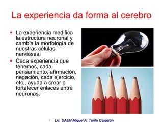 La experiencia modifica la estructura neuronal y cambia la morfología de nuestras células nerviosas.  Cada experiencia que tenemos, cada pensamiento, afirmación, negación, cada ejercicio, etc., ayuda a crear o fortalecer enlaces entre neuronas.  La experiencia da forma al cerebro 