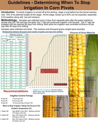 Irrigation and soil moisture- Normal Irrigation
36hour pass from 6/8 leaf stage then continue
these until Day 90
Guidelines - Determining When To Stop
Irrigation In Corn Pivots
Introduction- Currently irrigation is turned off at the denting stage or just before but the kernel reaches
only 75% of its potential weight at this stage. At this stage, losses up to 20% can be expected, especially
if hot weather along with low soil moisture.
Methodology - Samples are collected every 2 days from separate plots after the grains started to
dimple (day 82). We had two trial plots; the 1st plot we continued irrigation until harvest. The 2nd plot we
Irrigated until we reached 96 days from drilling. Both plots the irrigation was controlled at 8hours off per
day after 90 days from drilling.
Samples were collected and dried. The moisture and thousand grains weight were recorded
Pictures of Grain Maturity
Recommendations
Relationship between thousand grain weight, Irrigation and days from drilling
Irrigation Control Timings
At day 90 3 hours per day
At day 94 8 hours per day
At day 98 10 hours per day until day 102
When to Stop Irrigation Taking Into Account The
Ambient Temperature (oC)
1. Water Off Day 96/98 if less 30oC. Moisture will last
7/10 days in the soil.
2. Water Off Day 100 if below 34oC . Moisture will last
5/6 days in the soil.
3. Water Off Day 102 if above 34oC . Moisture will last
3/4 days in the soil
 