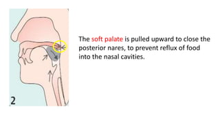 The soft palate is pulled upward to close the
posterior nares, to prevent reflux of food
into the nasal cavities.
 