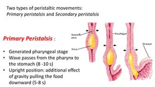 Two types of peristaltic movements:
Primary peristalsis and Secondary peristalsis
Primary Peristalsis :
• Generated pharyngeal stage
• Wave passes from the pharynx to
the stomach (8 -10 s)
• Upright position: additional effect
of gravity pulling the food
downward (5-8 s)
 