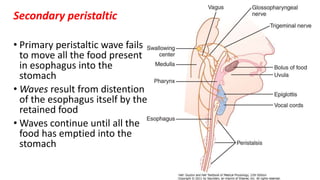 Secondary peristaltic
• Primary peristaltic wave fails
to move all the food present
in esophagus into the
stomach
• Waves result from distention
of the esophagus itself by the
retained food
• Waves continue until all the
food has emptied into the
stomach
 